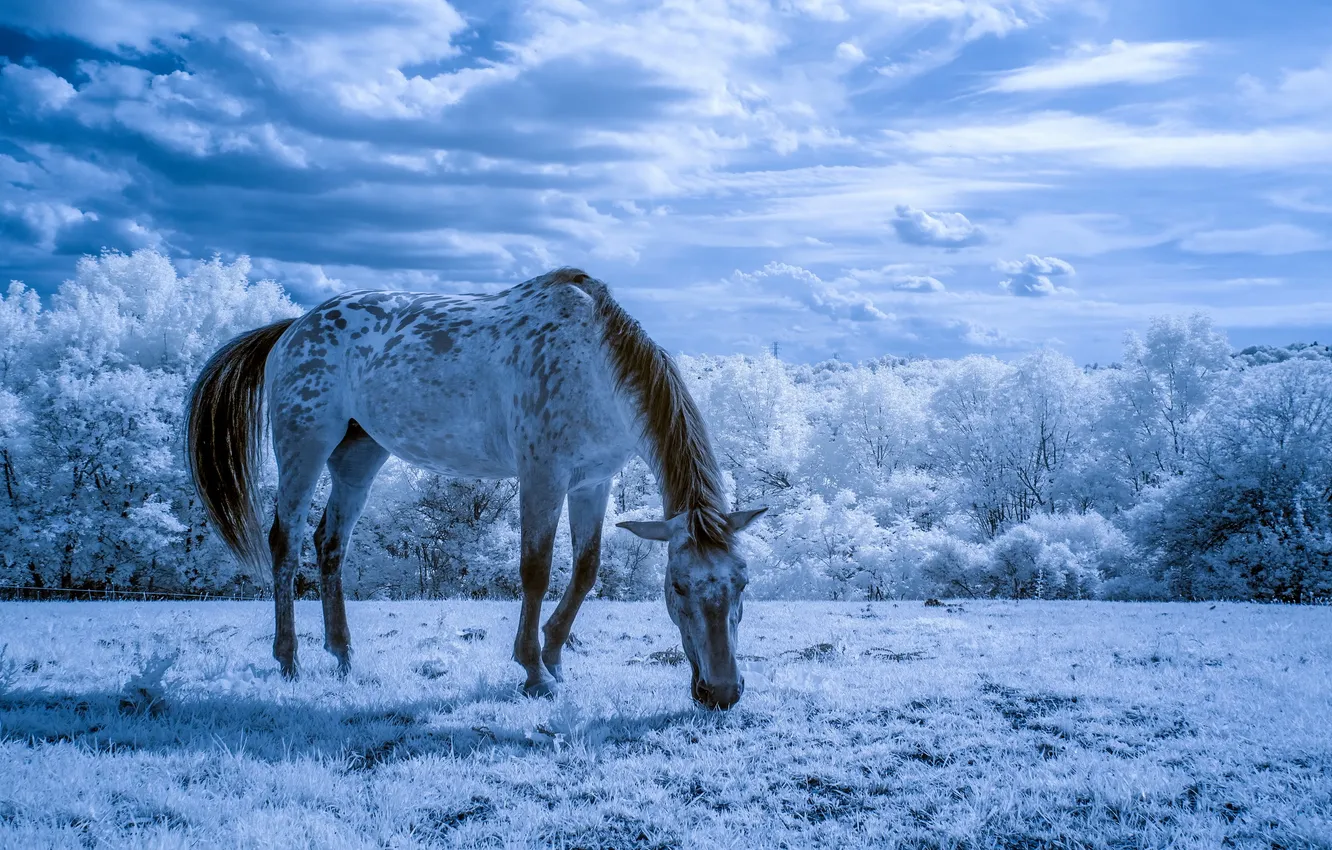 Фото обои лето, природа, конь