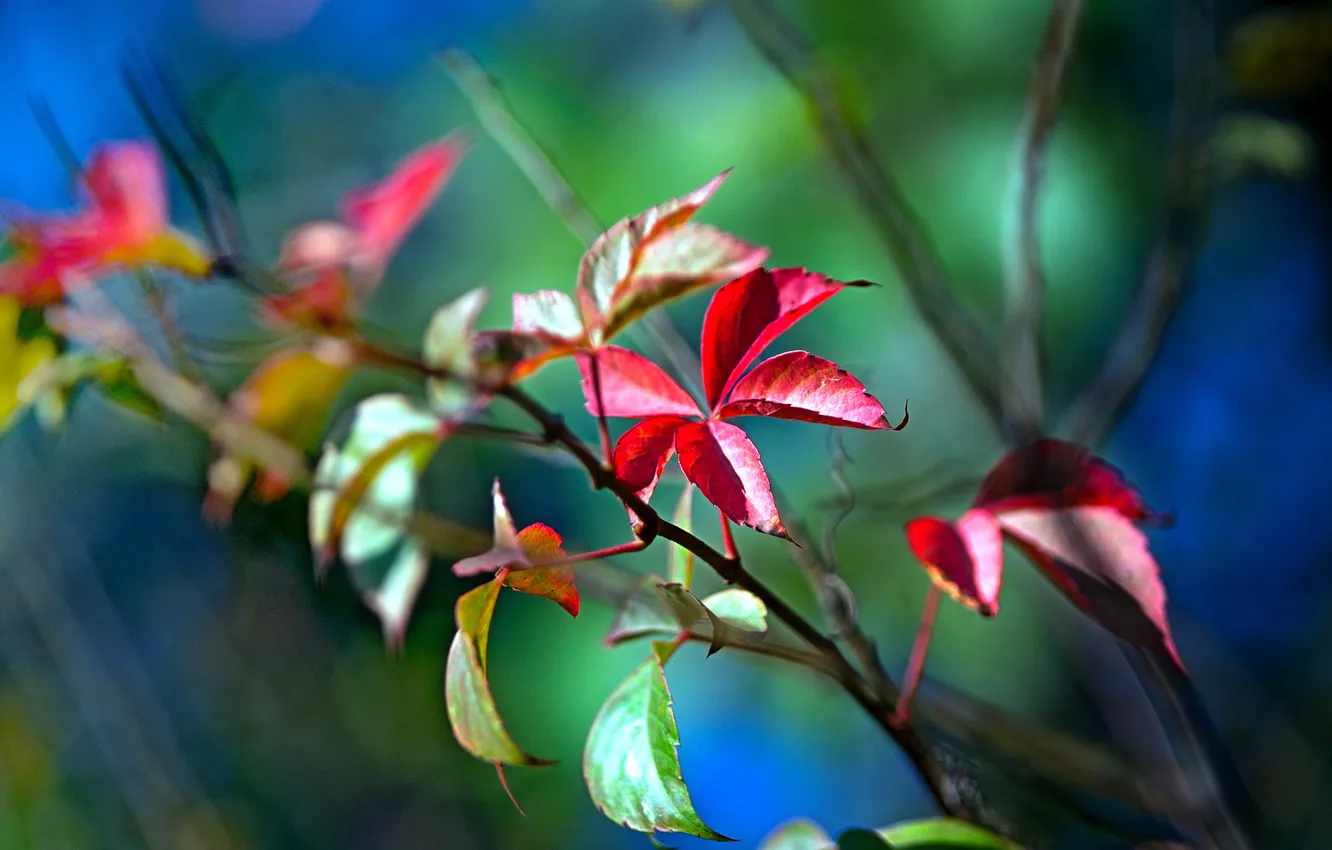 Фото обои листья, цвета, природа, яркие, растения, ветка