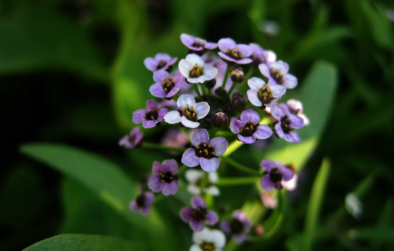 Фото обои цветок, макро, нежно-фиолетовый