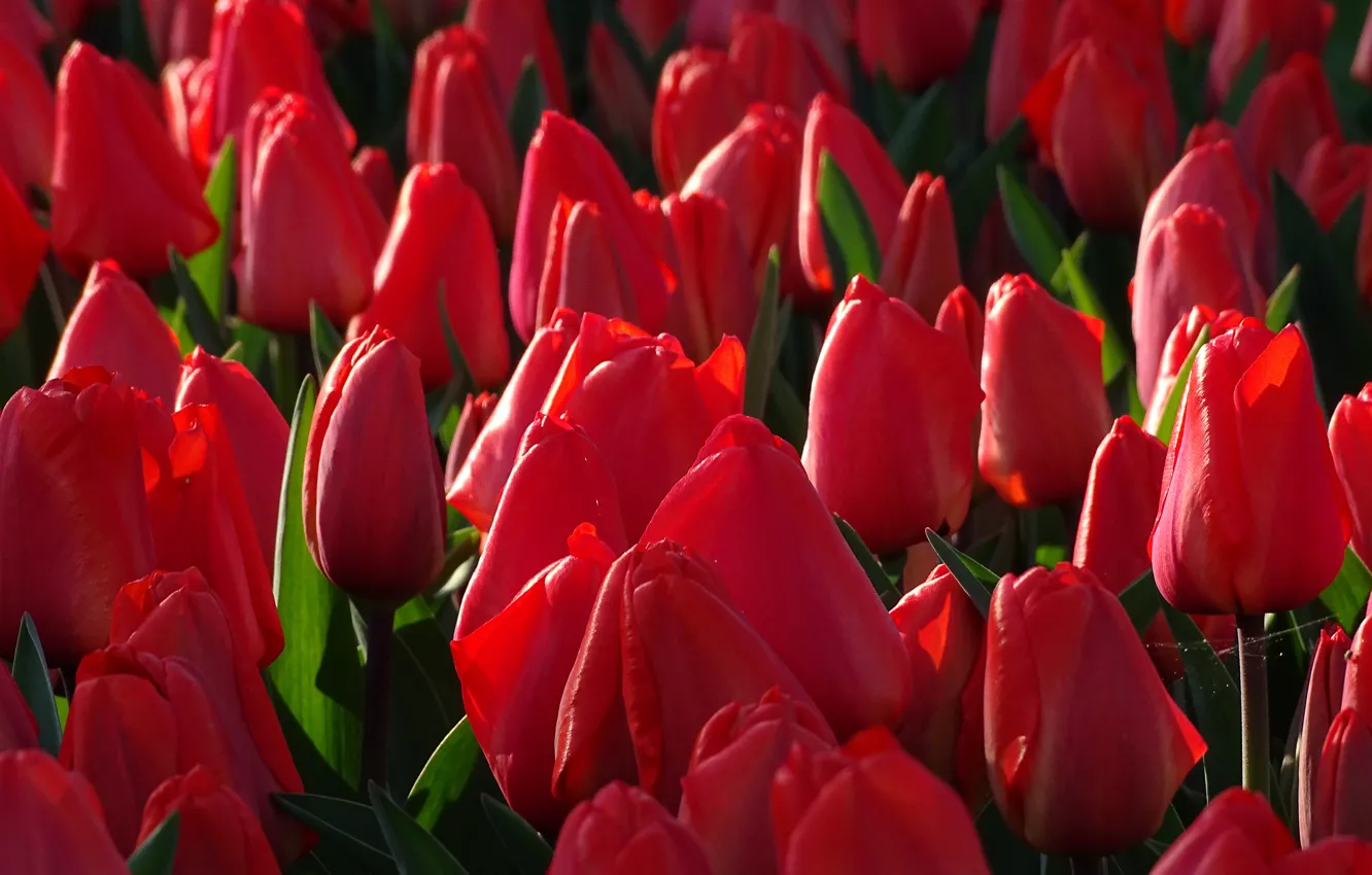 Фото обои тюльпаны, бутоны, много, красные тюльпаны