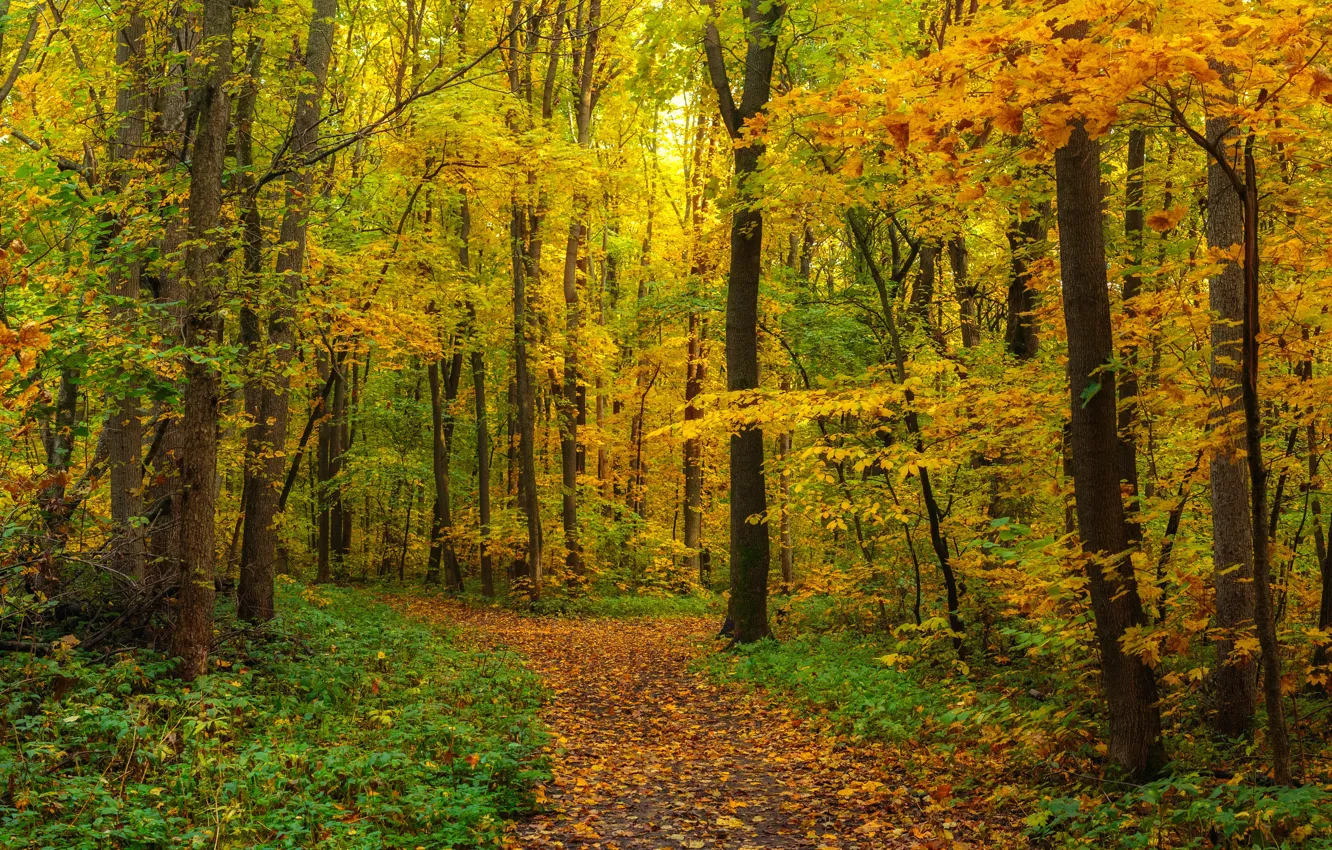 Фото обои осень, лес, листва, панорама