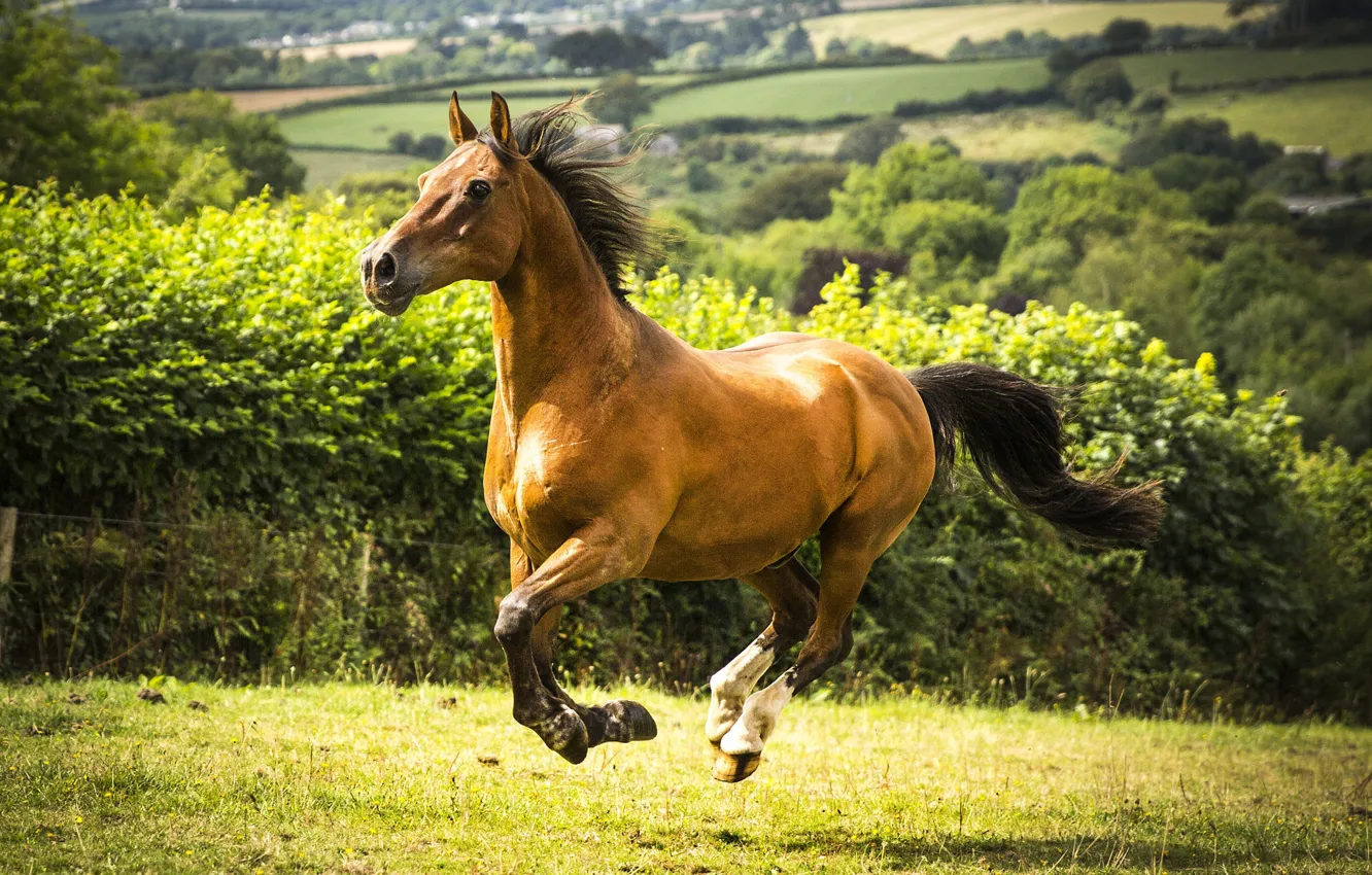Фото обои поле, конь, лошадь, луг