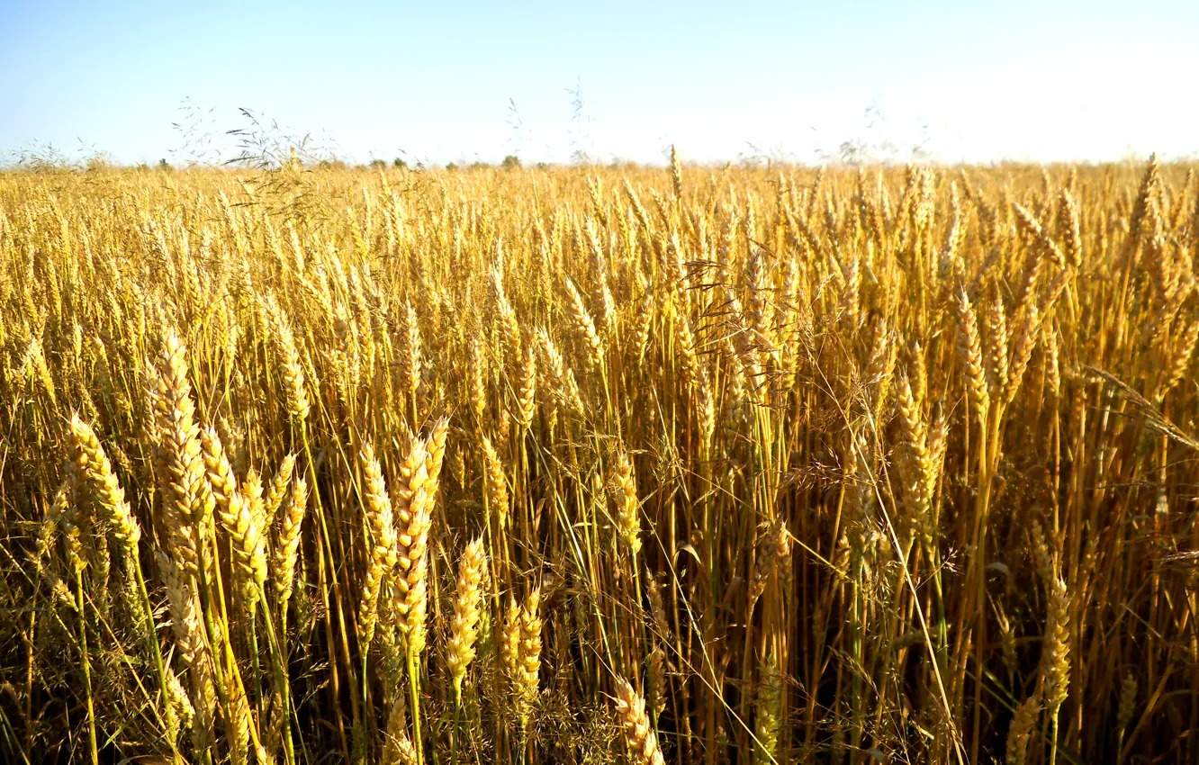 Фото обои поле, небо, солнце, природа, зерно, растения, колоски, Пшеница