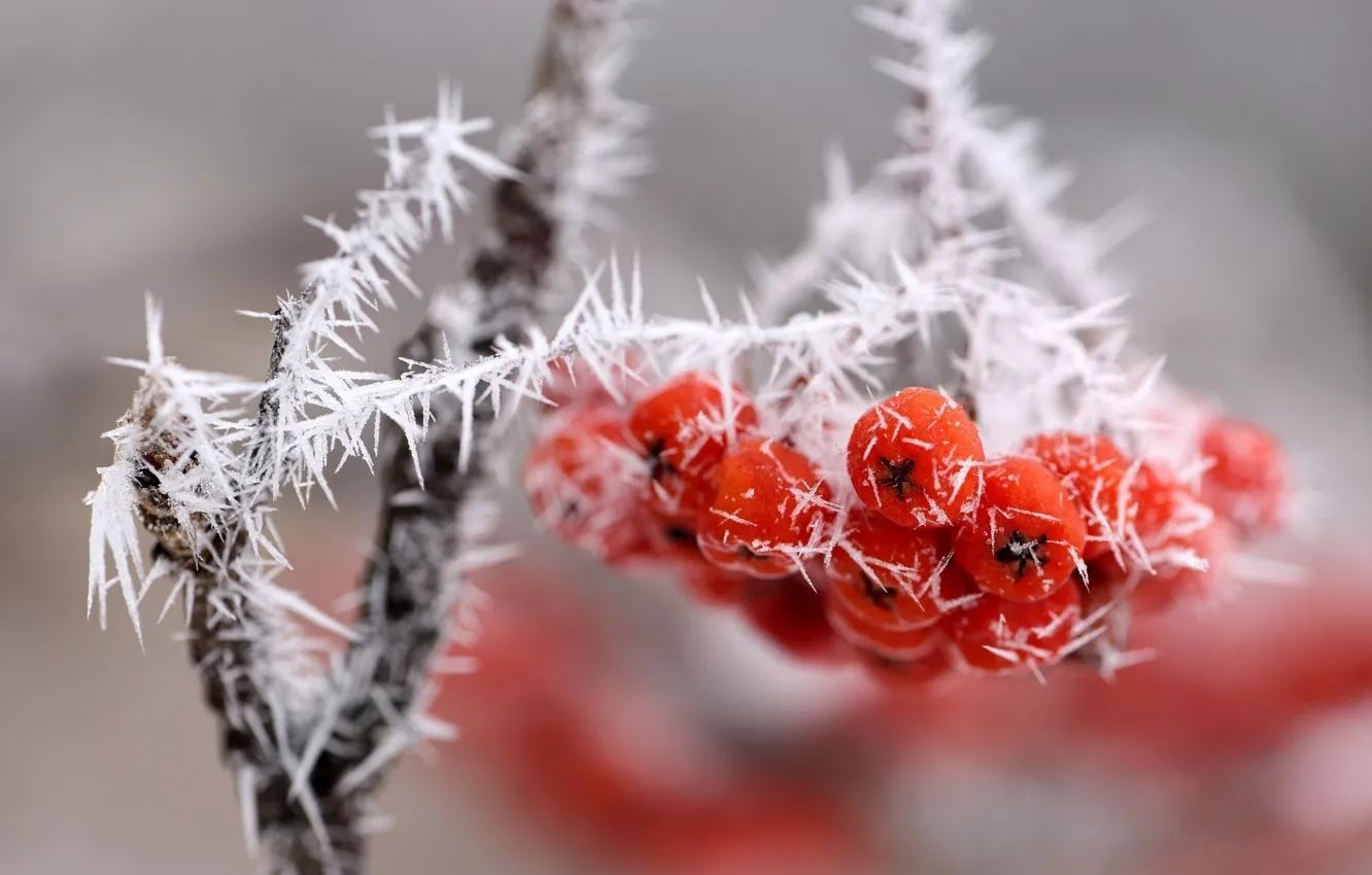 Фото обои лед, макро, снег, ягоды, ветка, гроздь, красные, изморозь