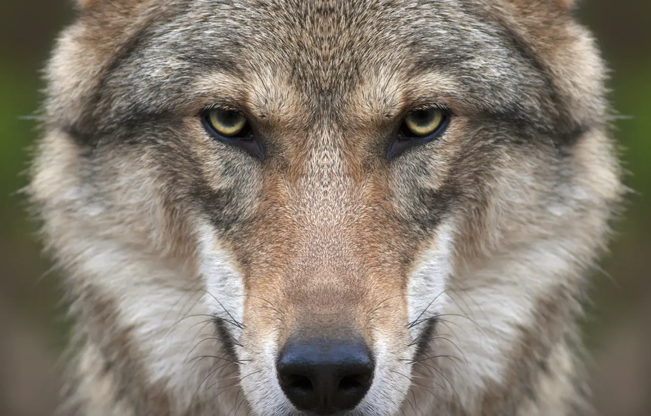Фото обои взгляд, морда, волк, хищник