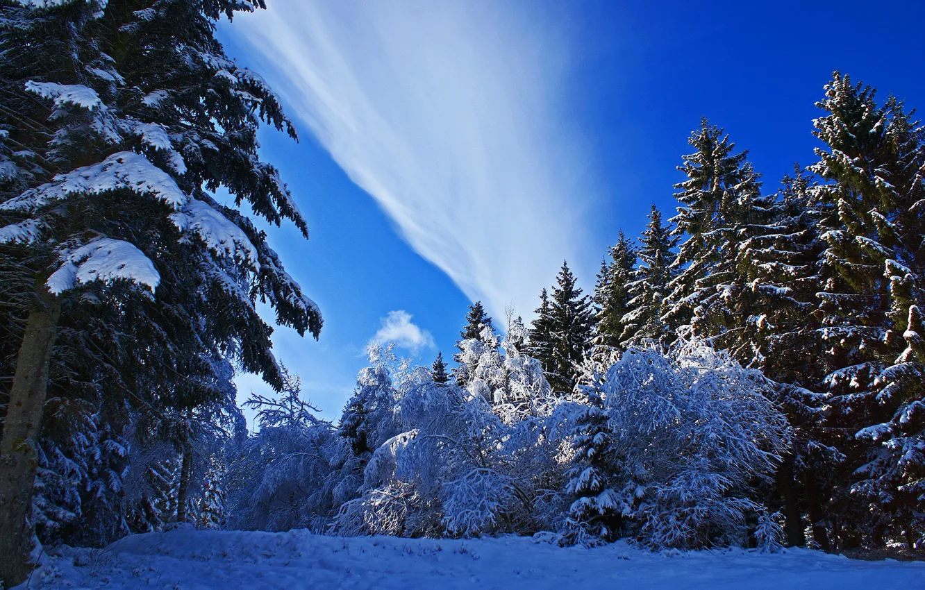 Фото обои зима, снег, деревья, природа, фото, ель