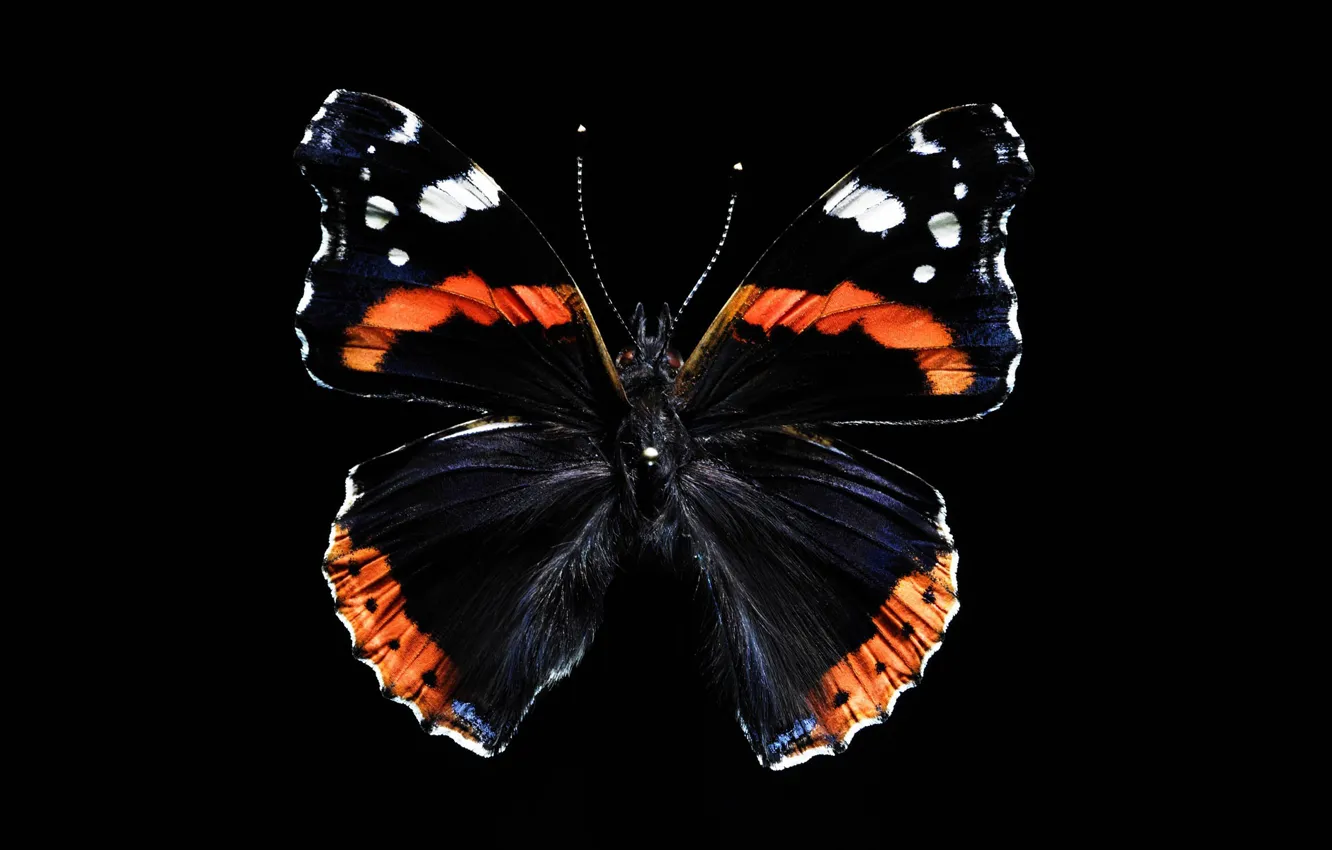 Фото обои бабочка, крылья, красота
