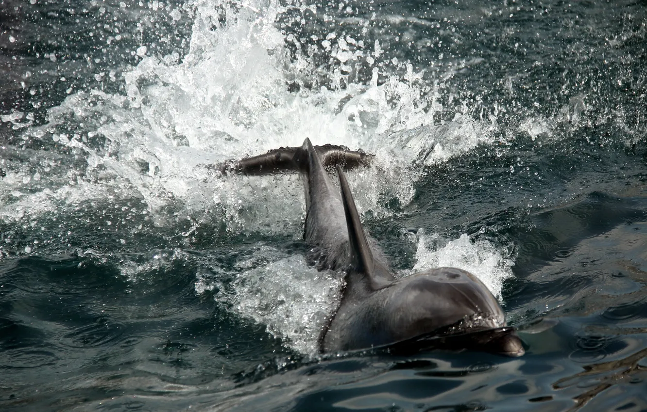 Фото обои природа, дельфин, фон