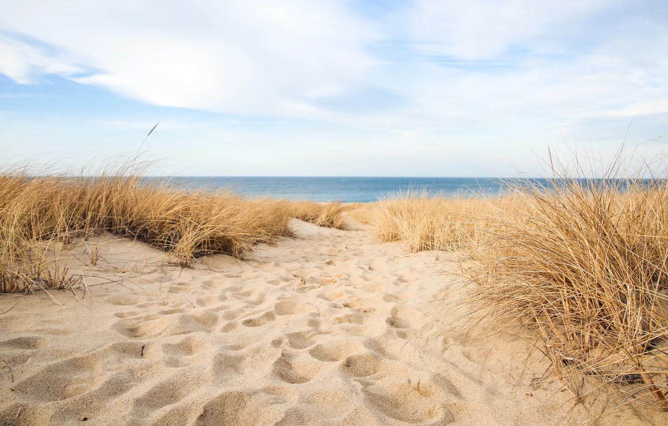 Фото обои песок, пляж, трава