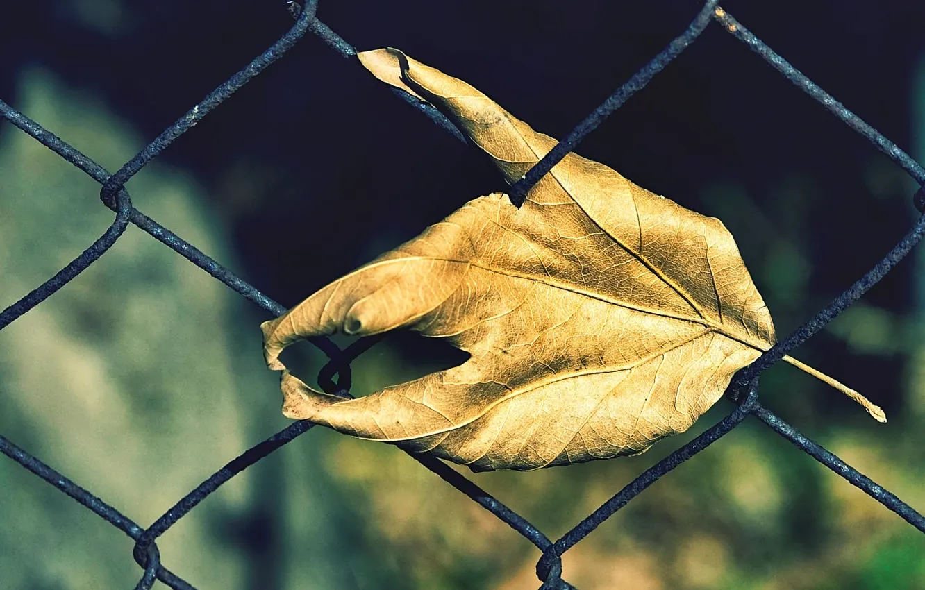 Фото обои осень, природа, лист, сетка, забор
