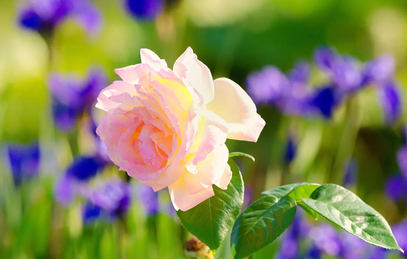 Фото обои листья, фон, розовая, роза, размытость, ирисы
