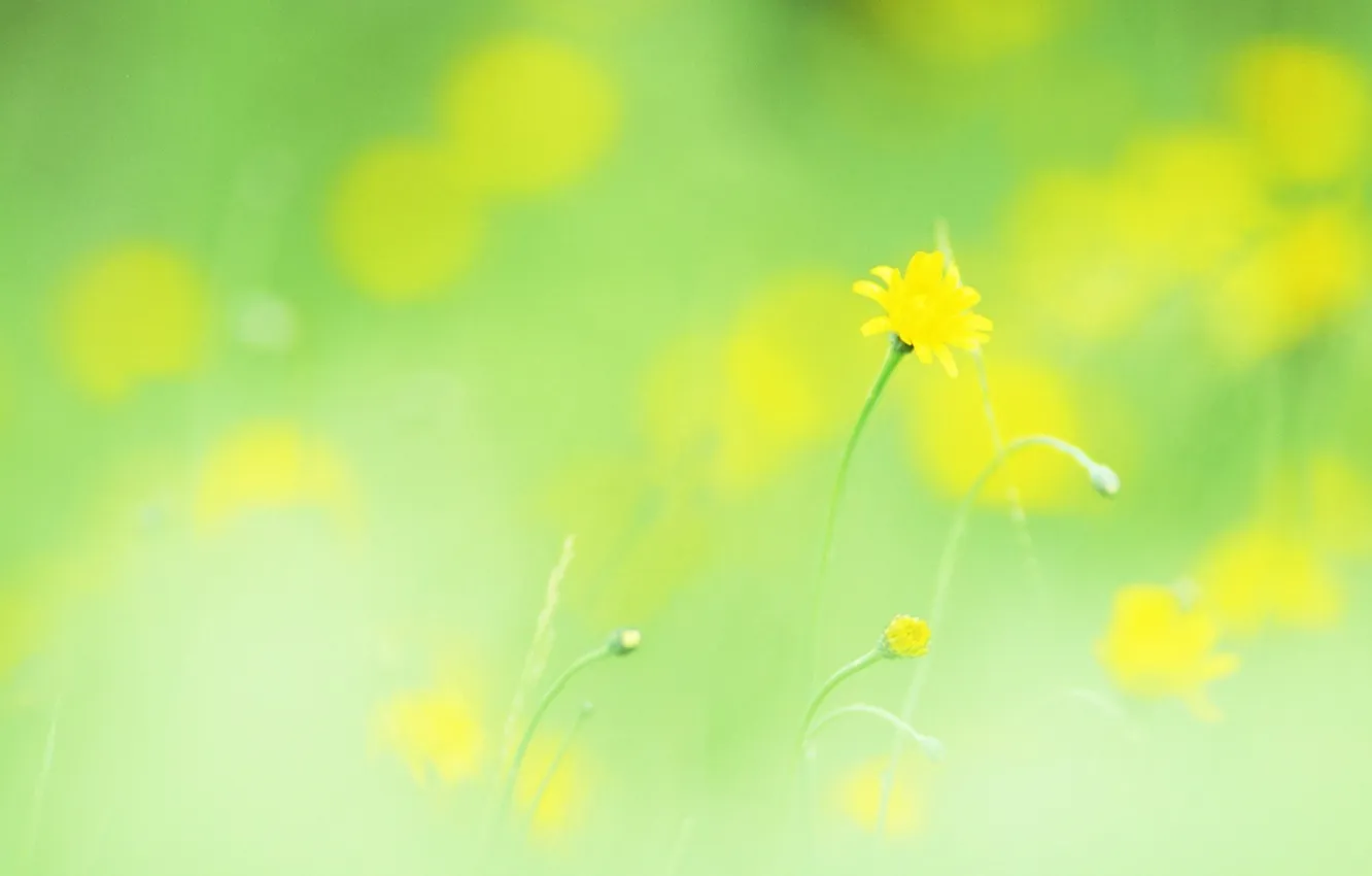 Фото обои макро, цветы, легкость, растения, весна, желтые, размытость
