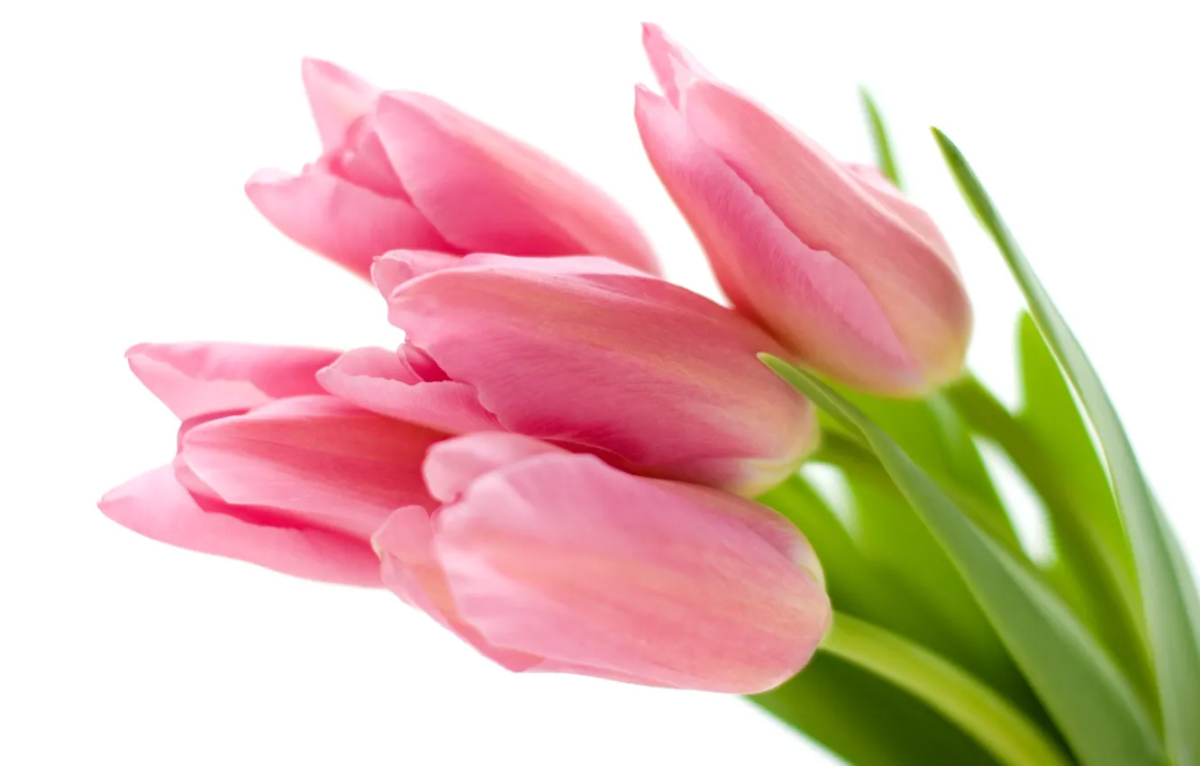Фото обои белый, цветы, фон, тюльпаны, розовые