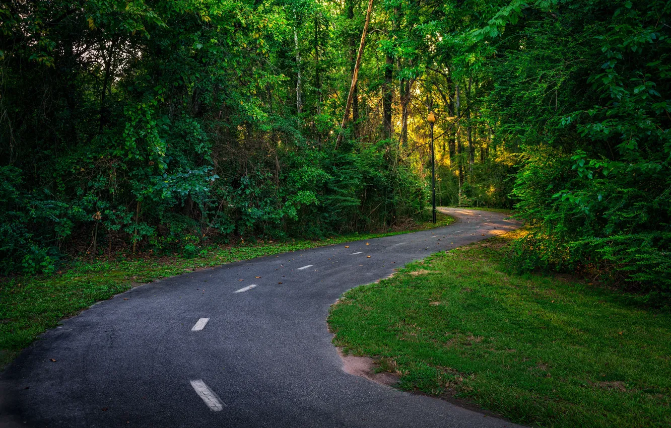 Фото обои дорога, лес, лето, дервья, Columbus Georgia