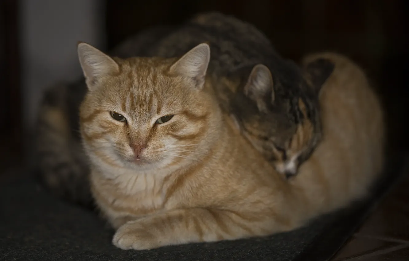 Фото обои кот, взгляд, рыжий