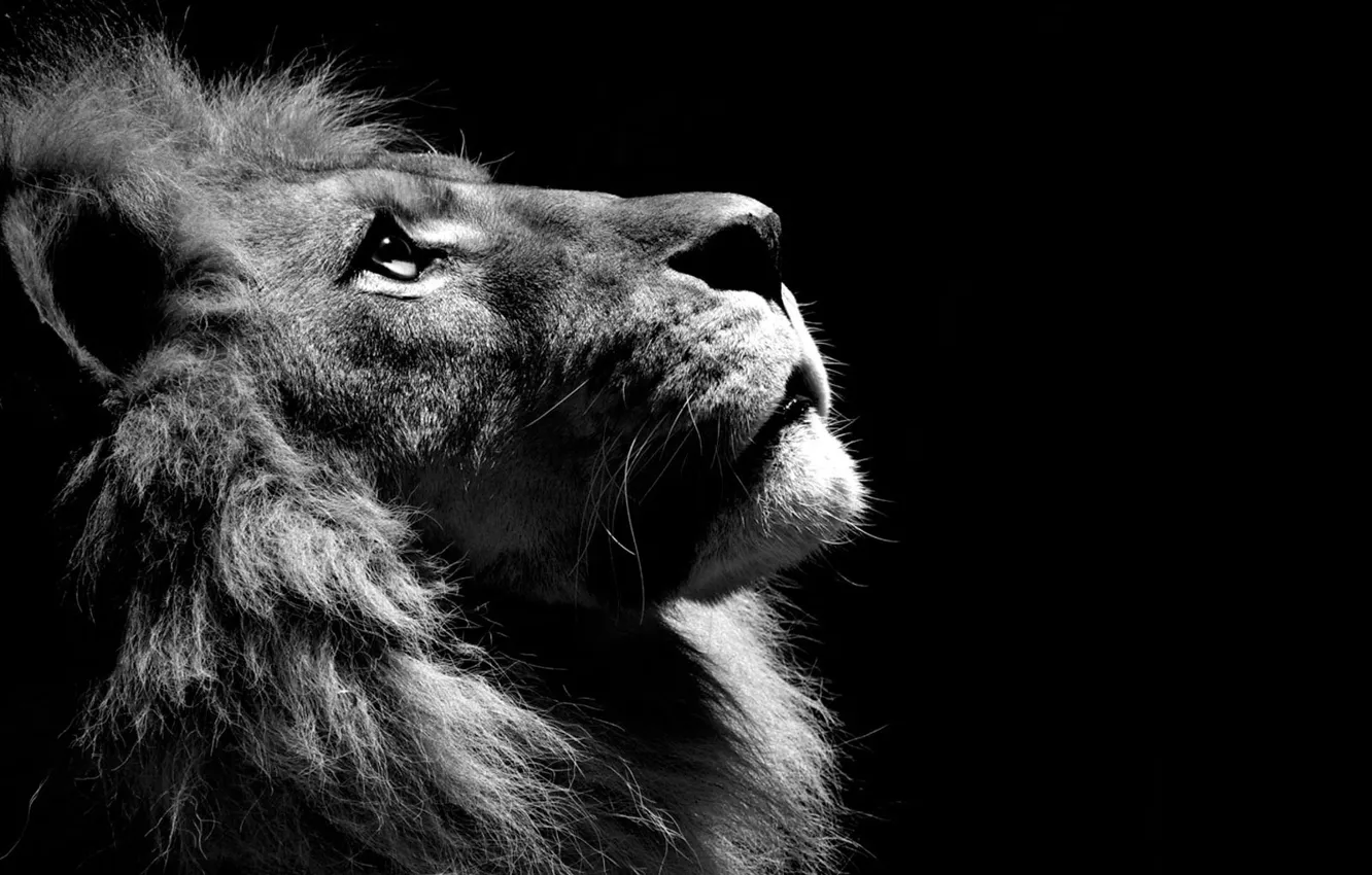 Фото обои черно белое, Лев, lion, animal