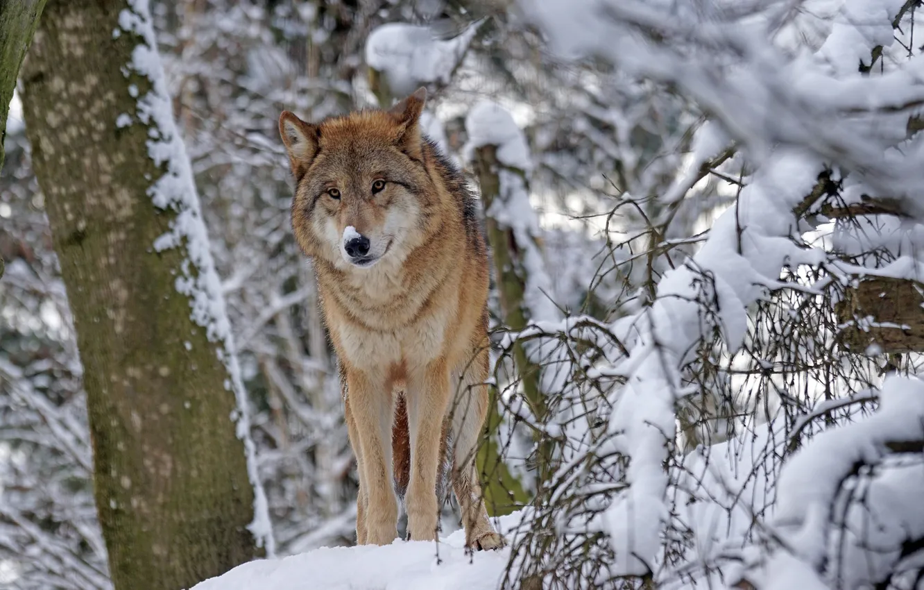 Фото обои nature, snow, predator, face, animal, wolf, wildlife, portrait