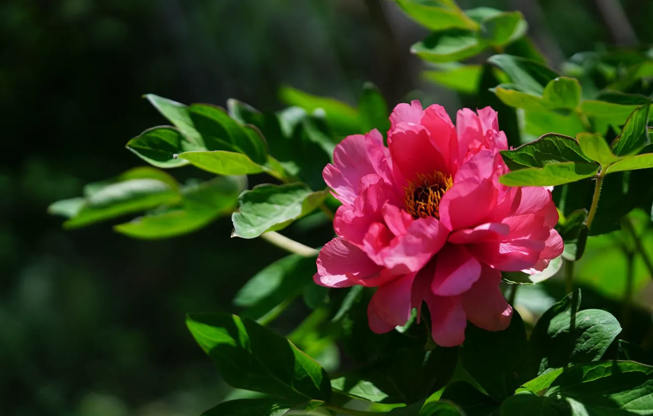 Фото обои листья, цветы, розовые, пионы