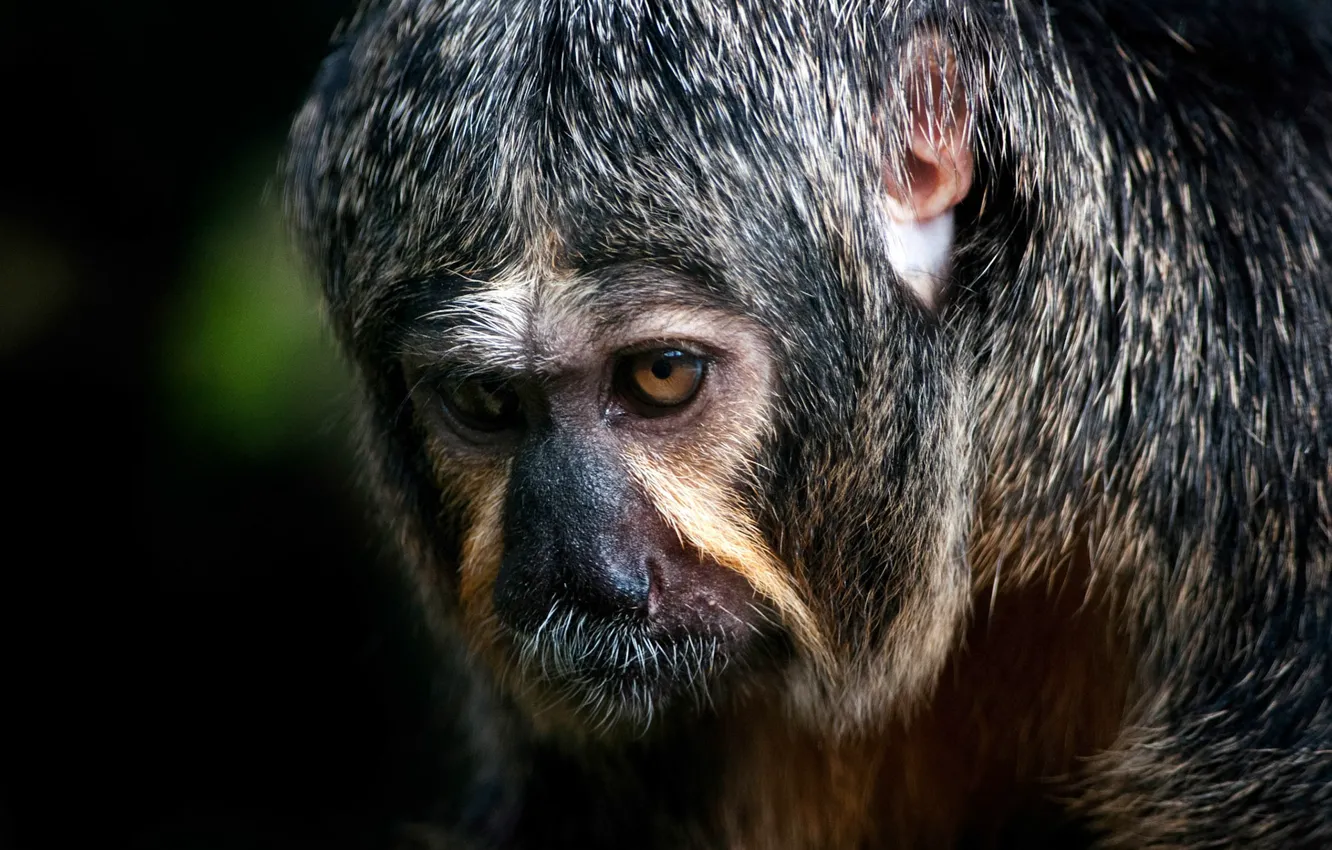 Фото обои monkey, eyes, primate, lost look