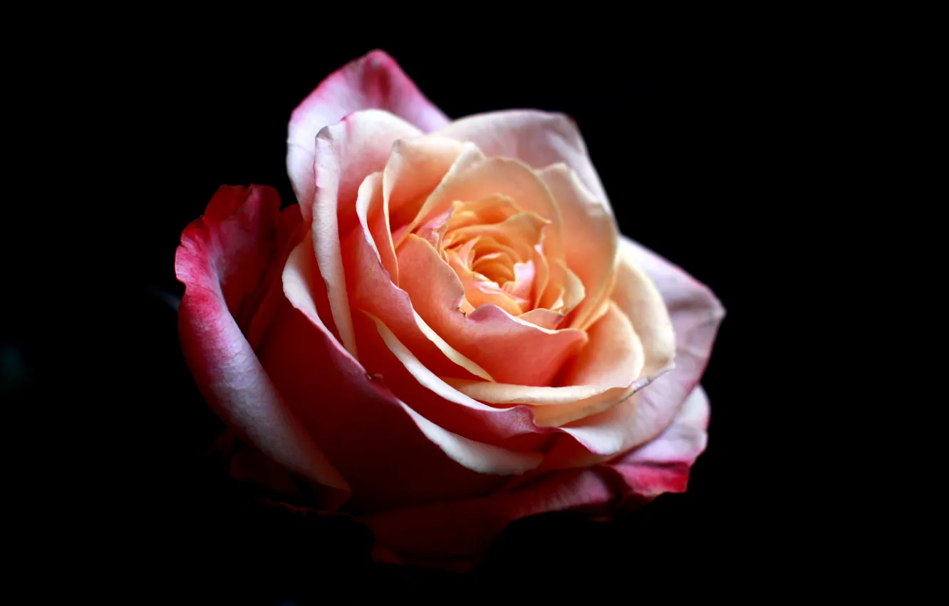 Фото обои макро, цветы, роза, красота, розовое