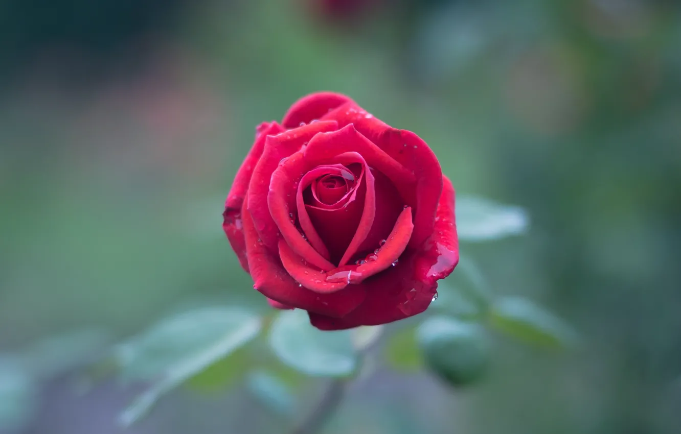 Фото обои цветок, капли, розовая, роза, бутон, одна, боке, размытый фон
