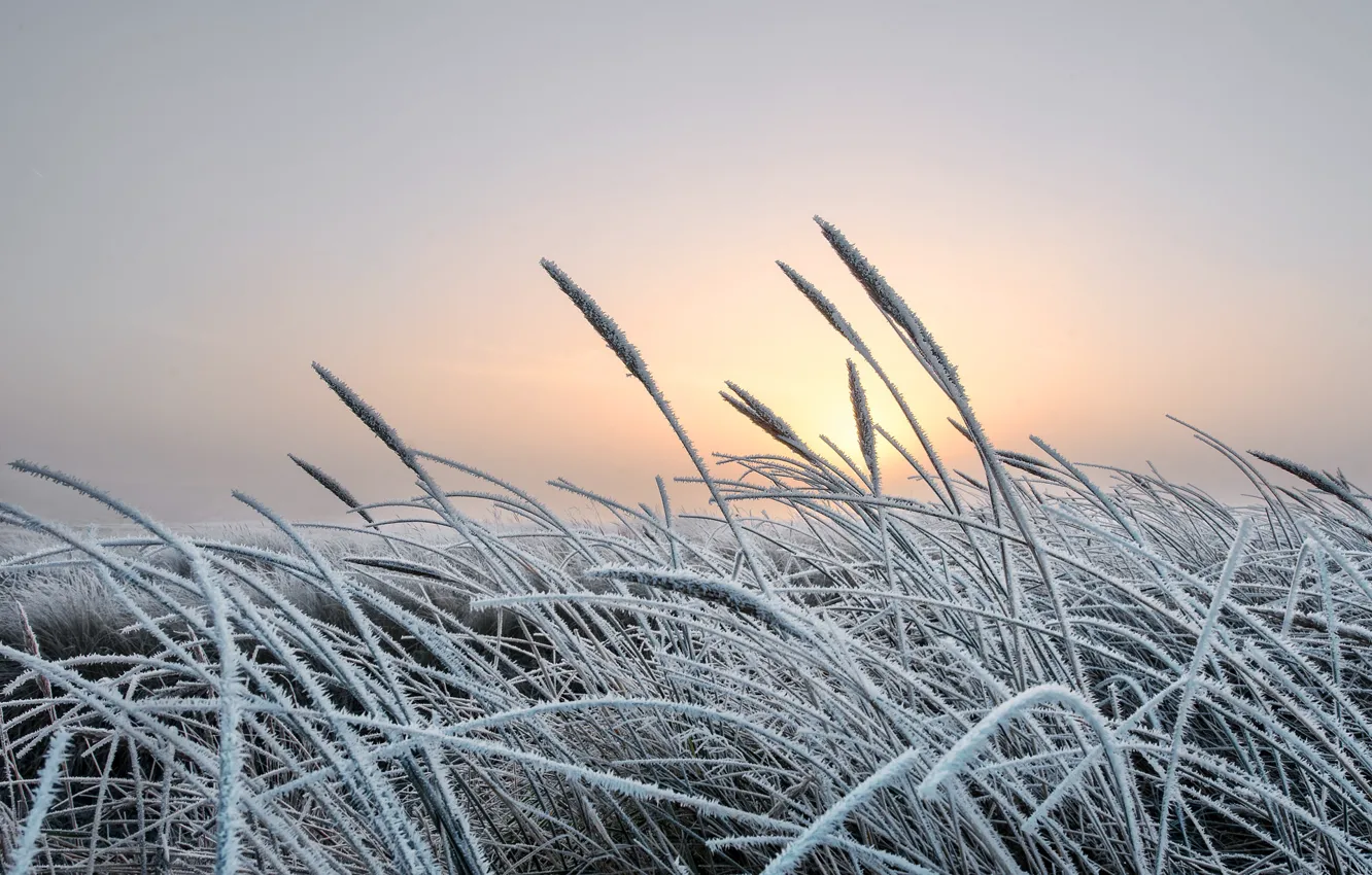 Фото обои холод, зима, иней, трава, природа