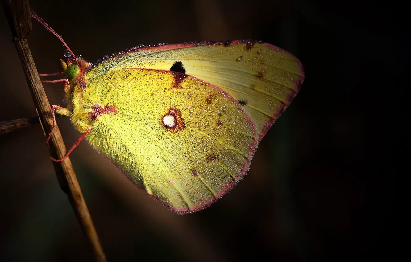 Фото обои капельки, темный фон, бабочка, крылья, желтая, тростинка, росинки