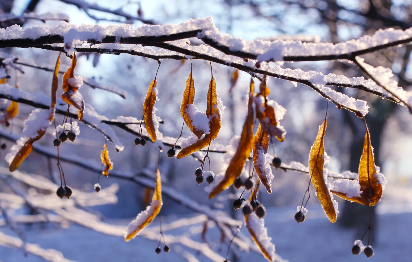 Фото обои winter, snow, twig