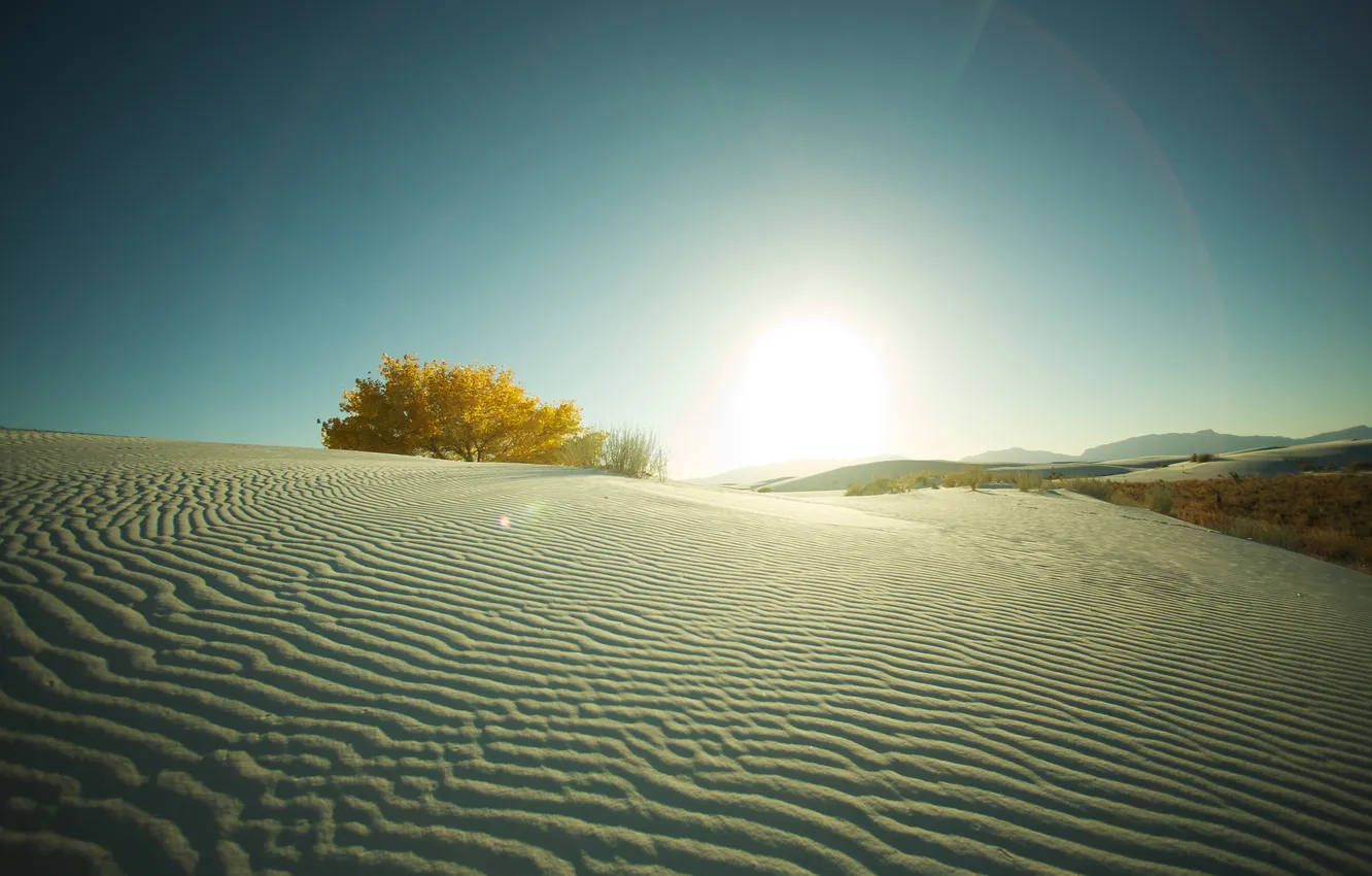 Фото обои песок, солнце, деревья, фото, дерево, пустыня, пейзажи, кусты