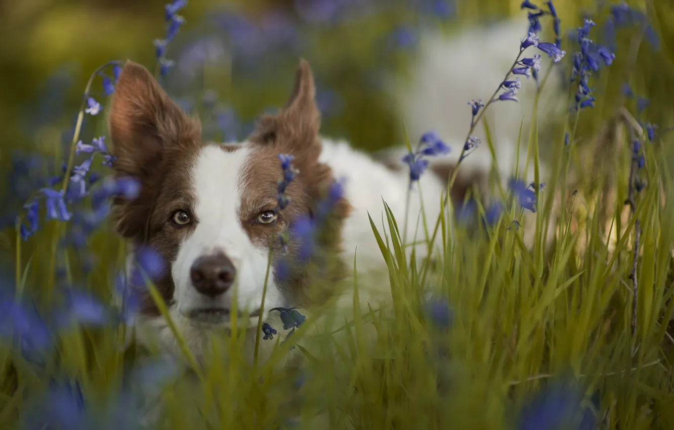 Фото обои трава, взгляд, морда, цветы, собака, колокольчики, Бордер-колли