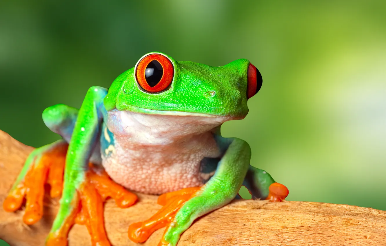 Фото обои животные, глаза, зеленый, лягушка