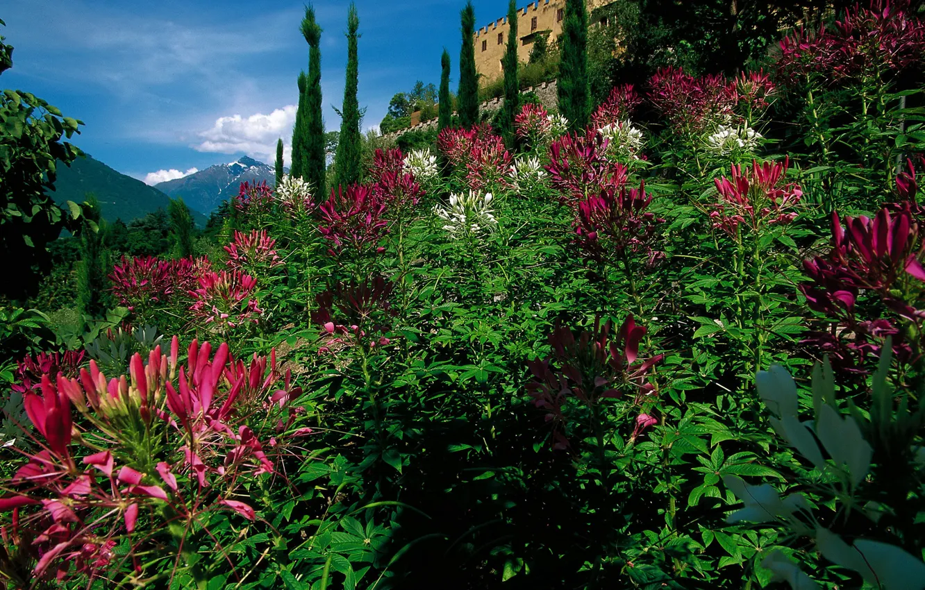 Фото обои деревья, цветы, горы, замок, сад, Италия, кусты, Merano
