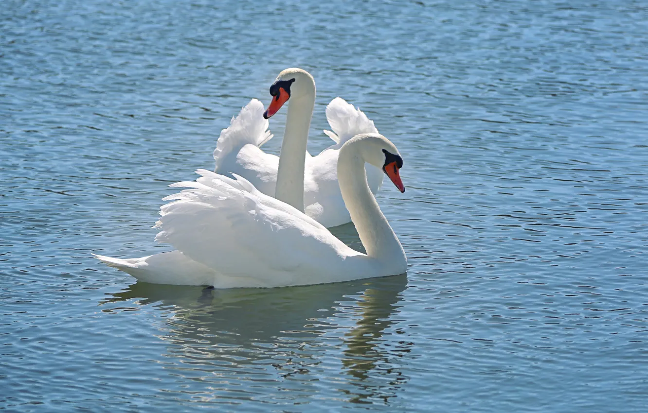 Фото обои вода, снег, природа, nature, water, белый лебедь, tender, Snow Swan