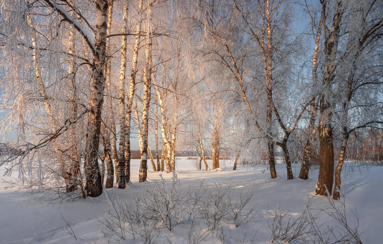 Фото обои зима, иней, поле, лес, свет, снег, деревья, ветки