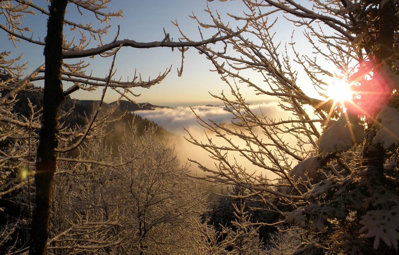 Фото обои зима, иней, солнце, лучи, снег, дерево, ветка