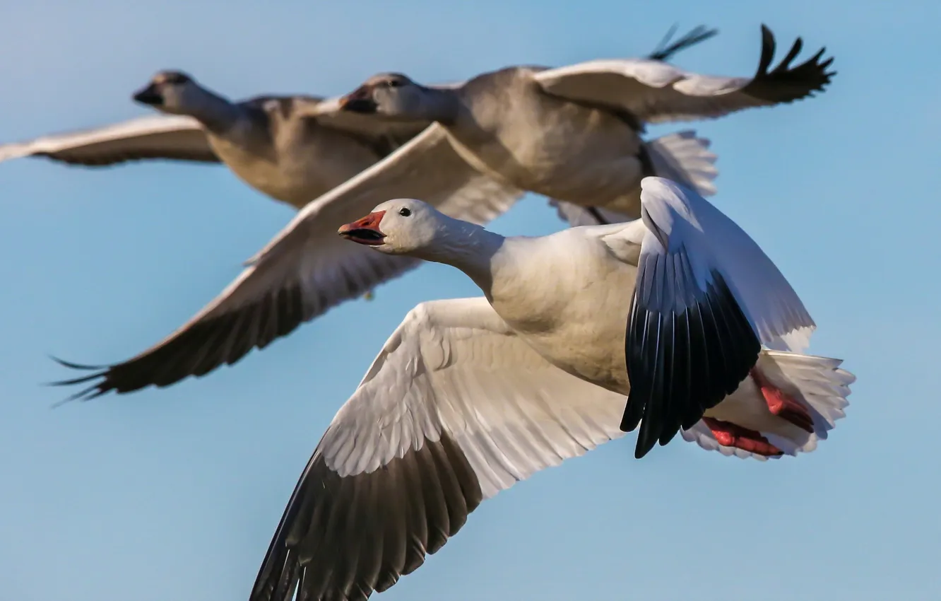 Фото обои nature, birds, Snow Geese