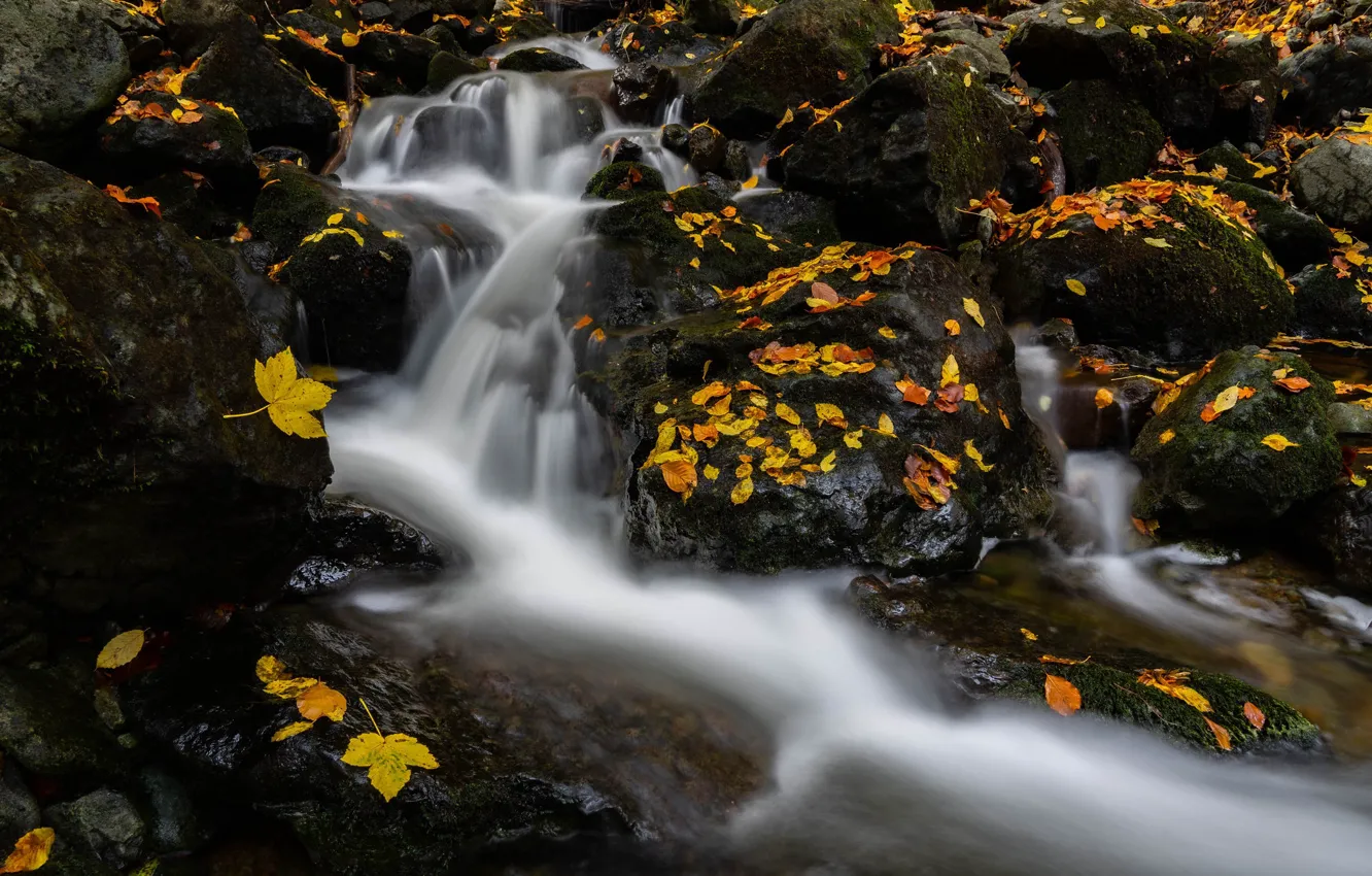 Фото обои осень, ручей, камни, речка, каскад, опавшие листья, Болгария, Bulgaria