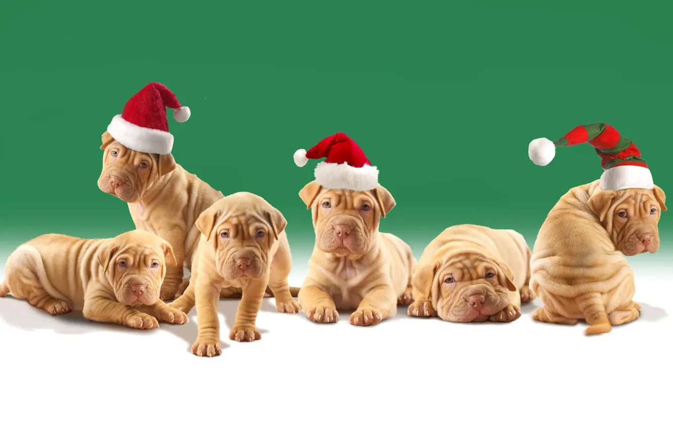 Фото обои dogs, puppies, Christmas hats, shar pei