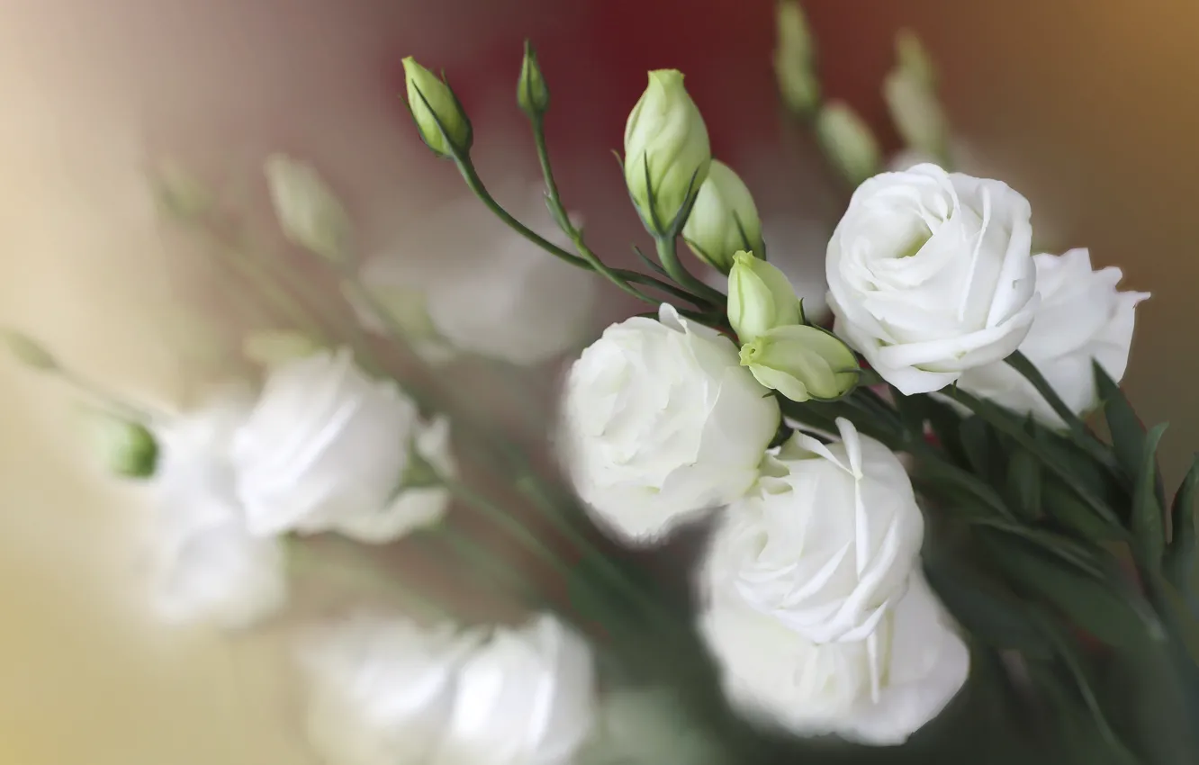 Фото обои цветы, букет, размытие, белые, боке, эустома