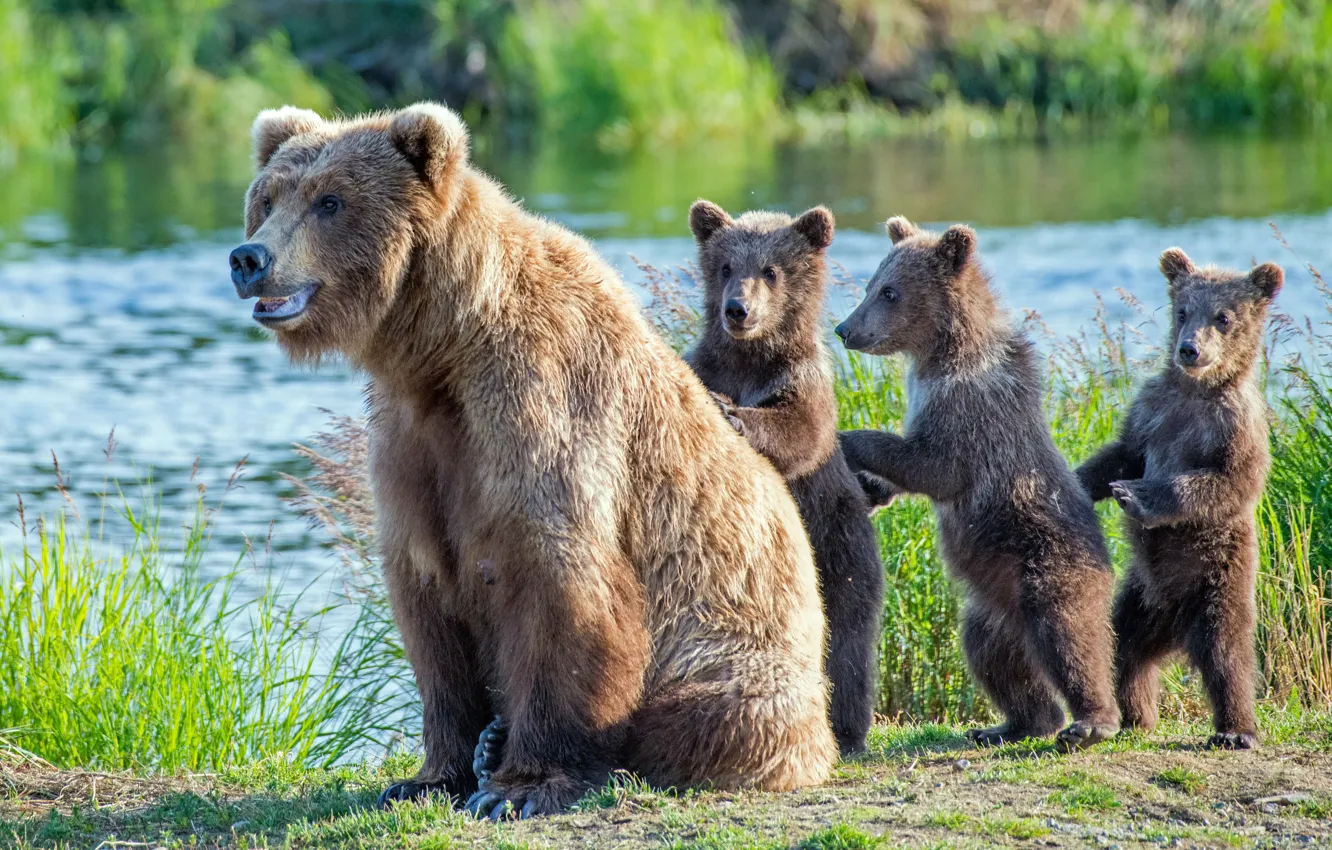 Фото обои река, медведи, медвежата, стойка, медведица, Гризли, троица