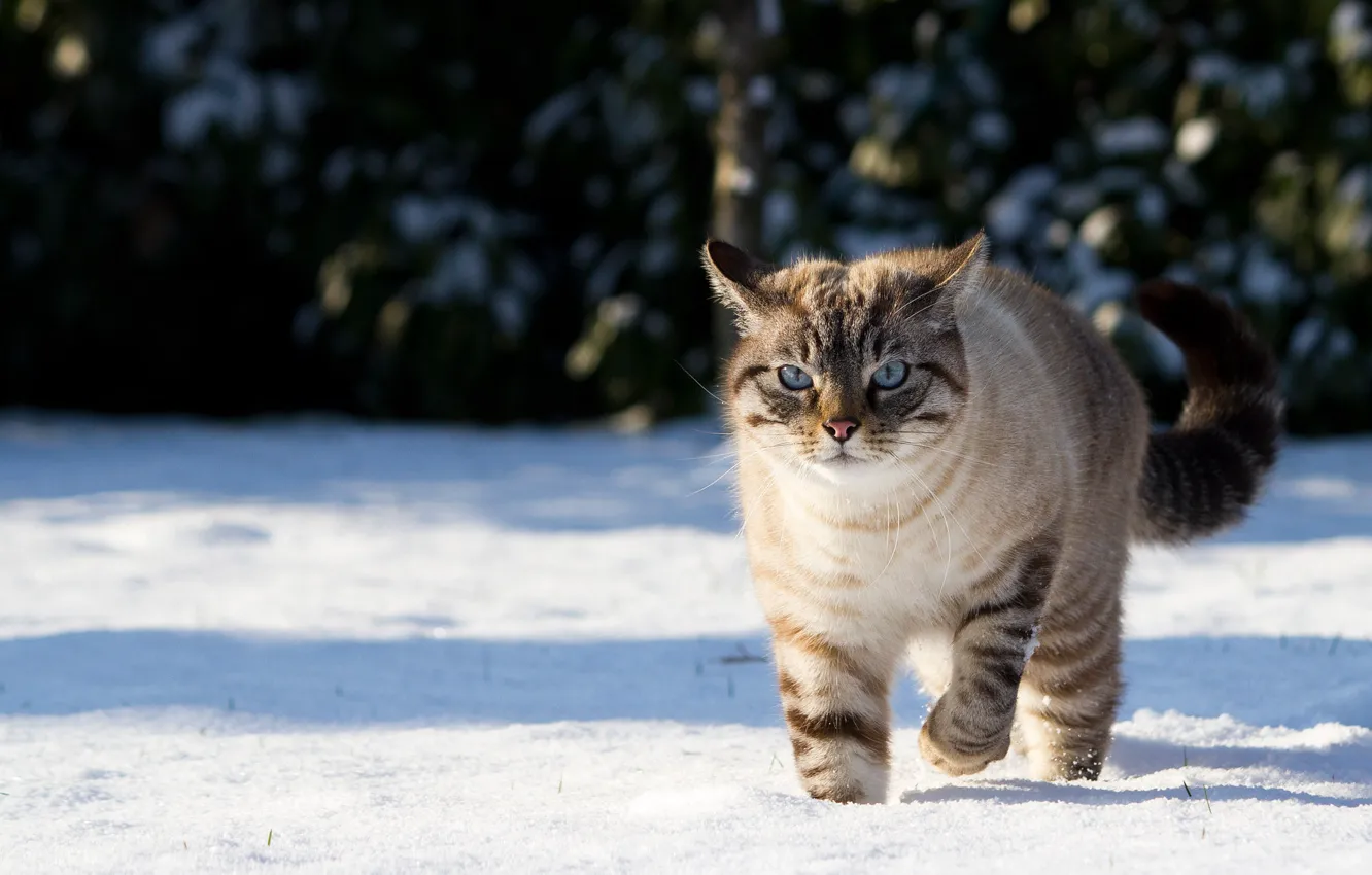 Фото обои зима, кошка, кот, снег, природа, тени