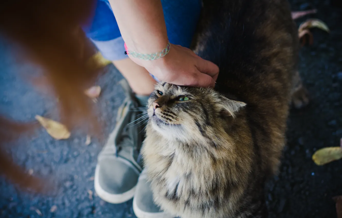 Фото обои кошка, девушка, girl, green eyes, cat, зеленые глаза