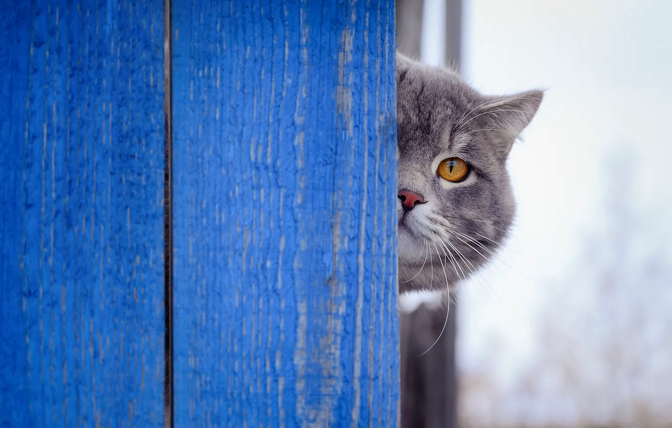Фото обои кошка, кот, взгляд, морда, синий, доски, забор, британский