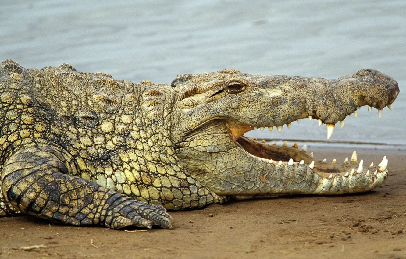 Фото обои animal, Africa, wildlife, freshwater, Nile crocodile, Crocodylus niloticus