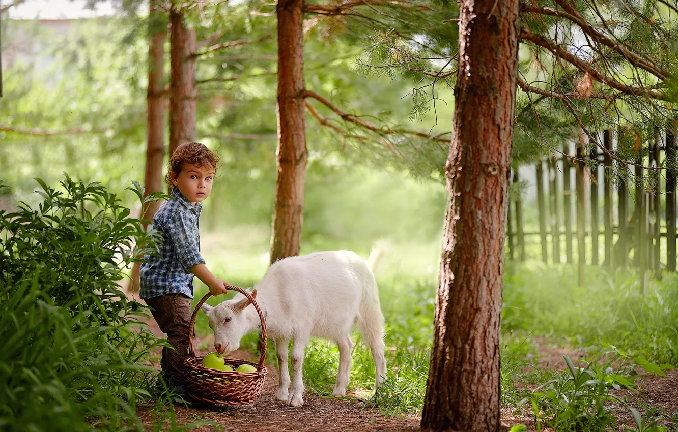 Фото обои лето, деревья, природа, животное, корзина, яблоки, забор, мальчик