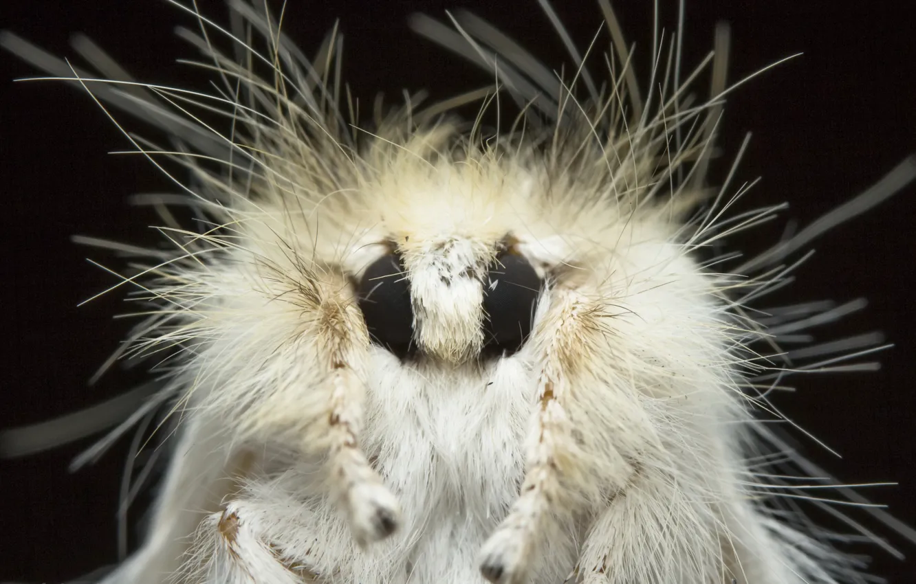 Фото обои природа, фон, Sparshall's Moth, Trichiocercus sparshalli