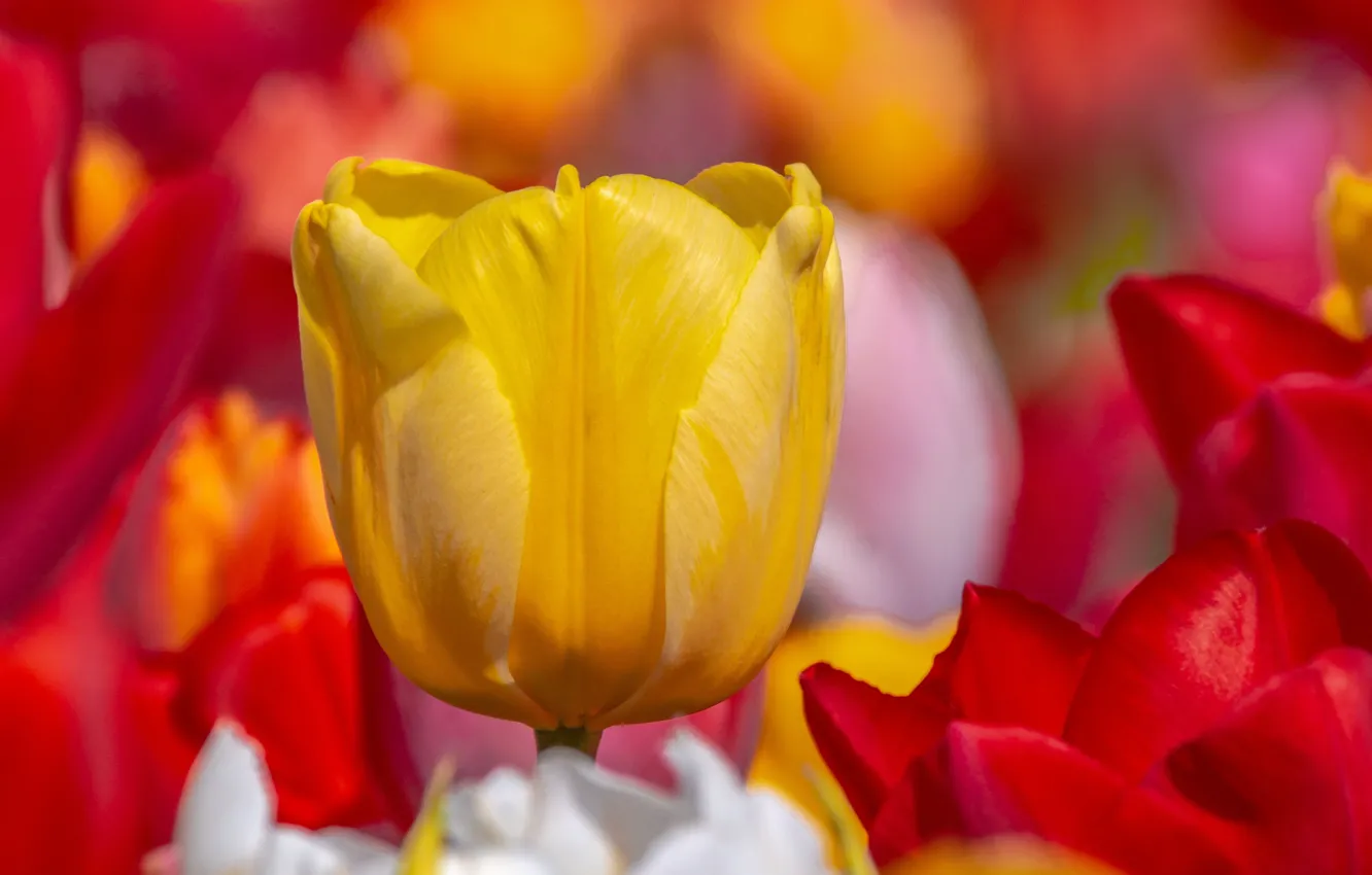 Фото обои макро, жёлтый, лепестки, бутон, тюльпаны, красные, боке