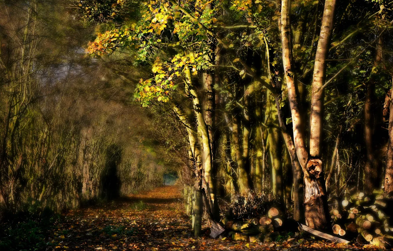 Фото обои дорога, деревья, аллея