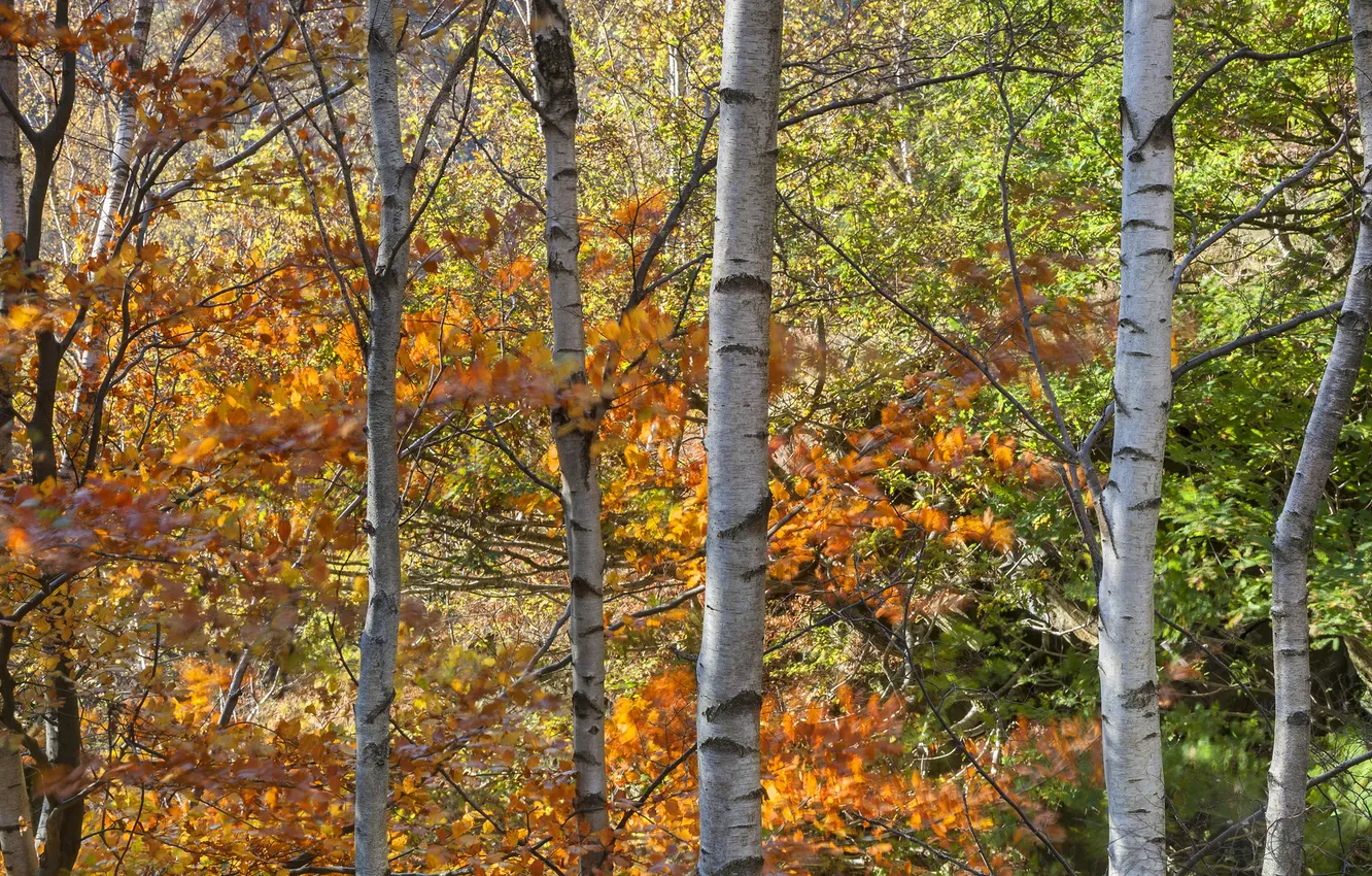 Фото обои осень, лес, листья, деревья, роща