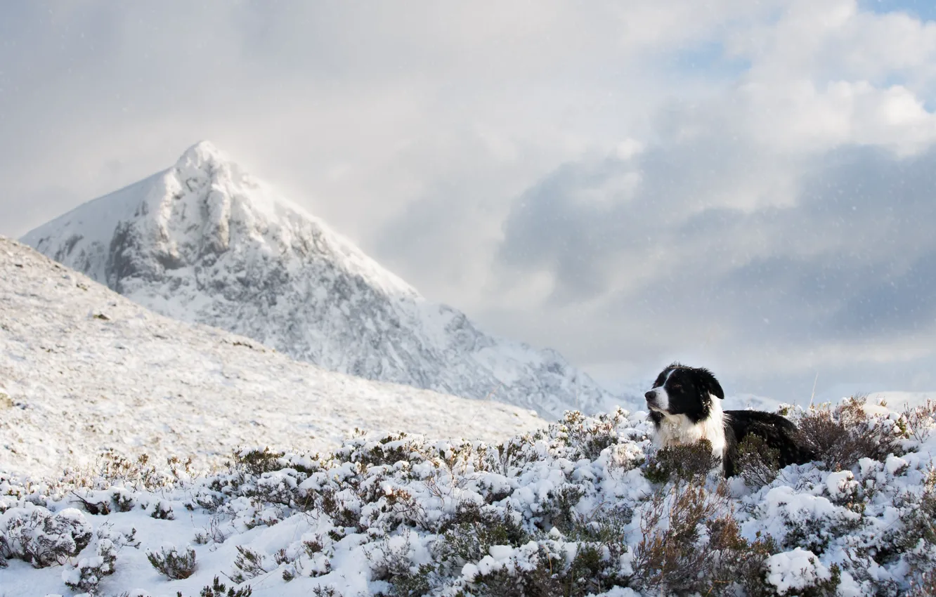 Фото обои холод, зима, облака, снег, горы, собака, лежит, бордер-колли